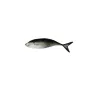 JACK MACKEREL