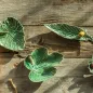 OAK TREE LEAF WITH BEE 14CM