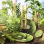 Tropical Fruits - Dessert Plate Kiwi