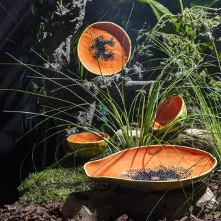 Tropical Fruits - Dessert Plate Papaya