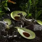 Tropical Fruits - Bowl Avocado