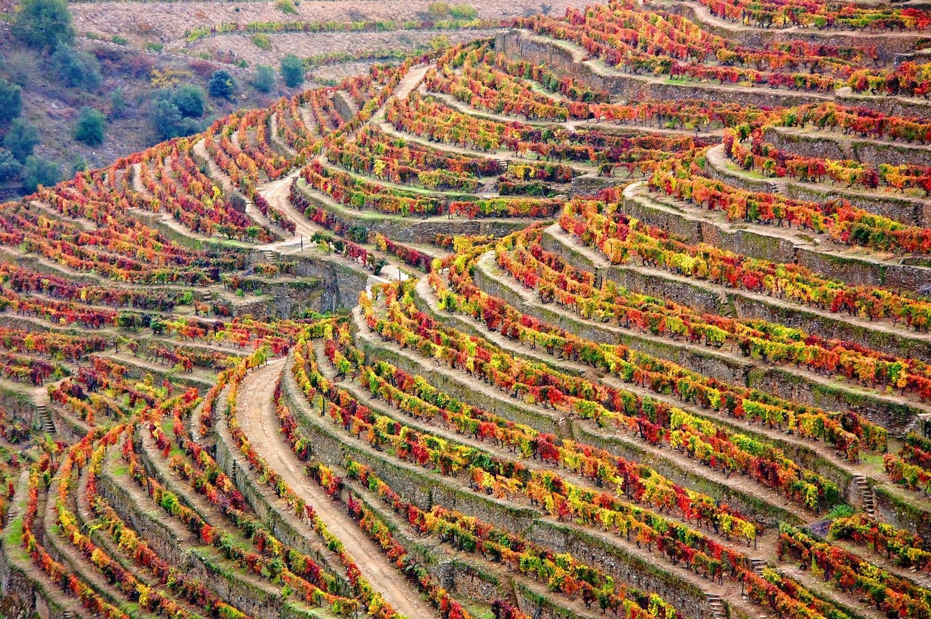 Portugalská vinařská oblast Douro – světový unikát